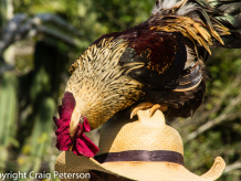 Pet rooster on owner's hat
