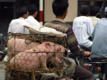 hanoi vietnam.jpg hanoi vietnam.jpg