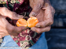 Fresh fruit off the tree